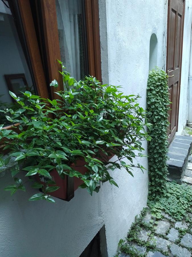 Guesthouse Postavarului Брашов Екстер'єр фото